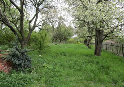 Eine wilde Wiese mit alten Obstbäumen im Kleingarten Flurstück 292. öffnet größere Ansicht