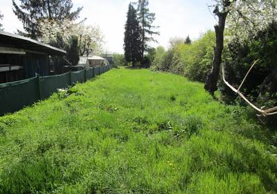 Eine wilde Wiese mit alten Obstbäumen im Kleingarten Flurstück 401, öffnet größere Ansicht