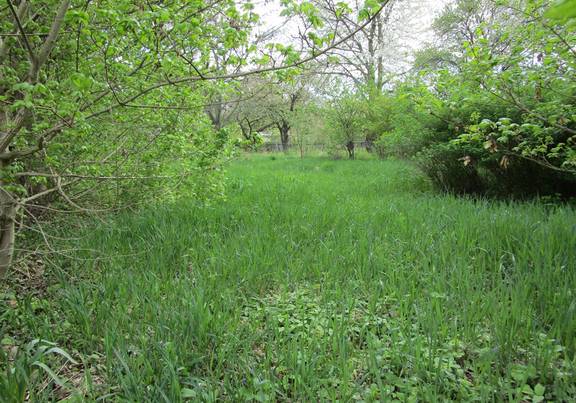 Eine wilde Wiese mit alten Obstbäumen im Kleingarten Flurstück 291. öffnet größere Ansicht