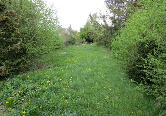 Eine wilde Wiese mit alten Obstbäumen im Kleingarten Flurstück 442. öffnet größere Ansicht